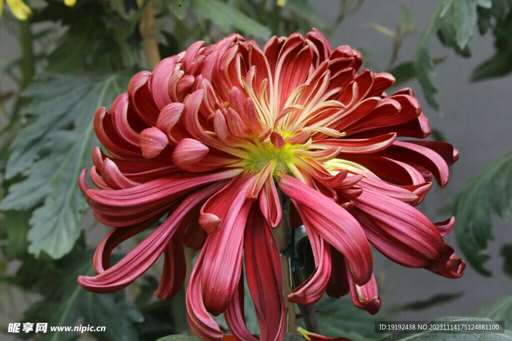 菊花 