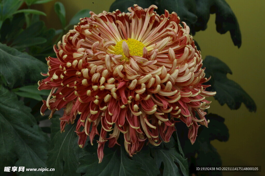 菊花