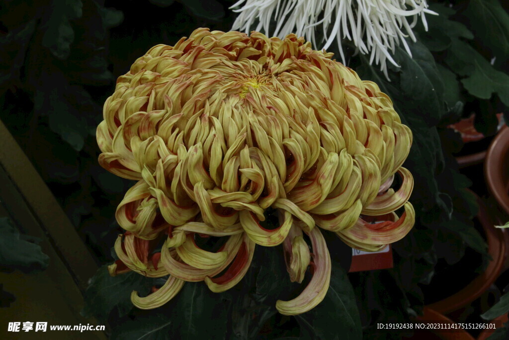 菊花 