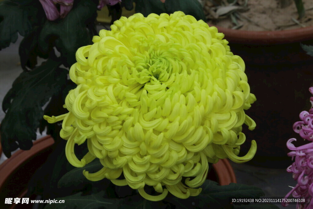 菊花 