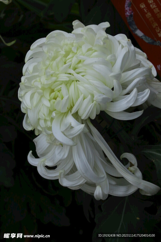 菊花