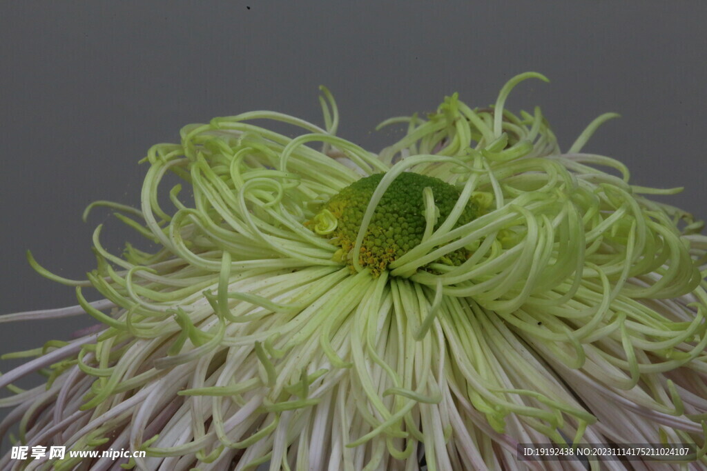 菊花 