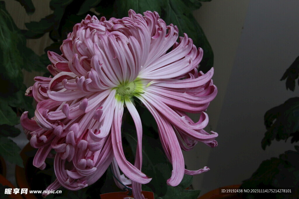 菊花