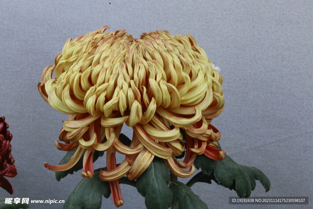 菊花
