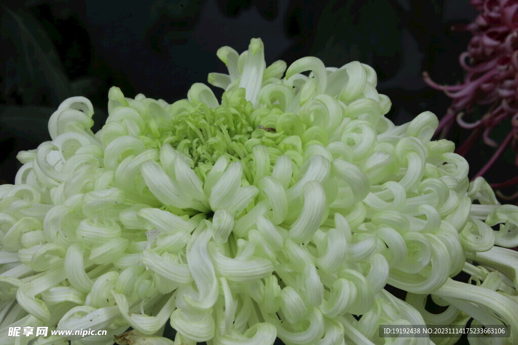 菊花 