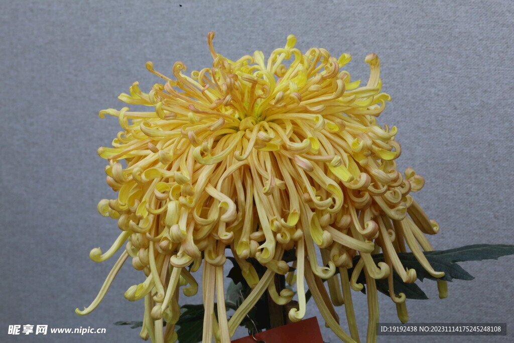 菊花 