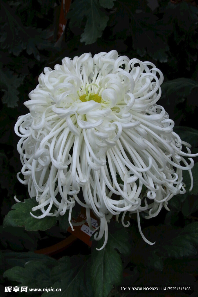 菊花