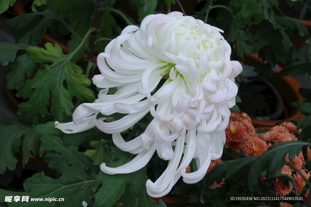 菊花 