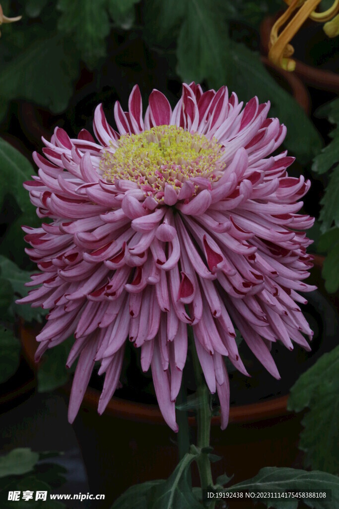 菊花 