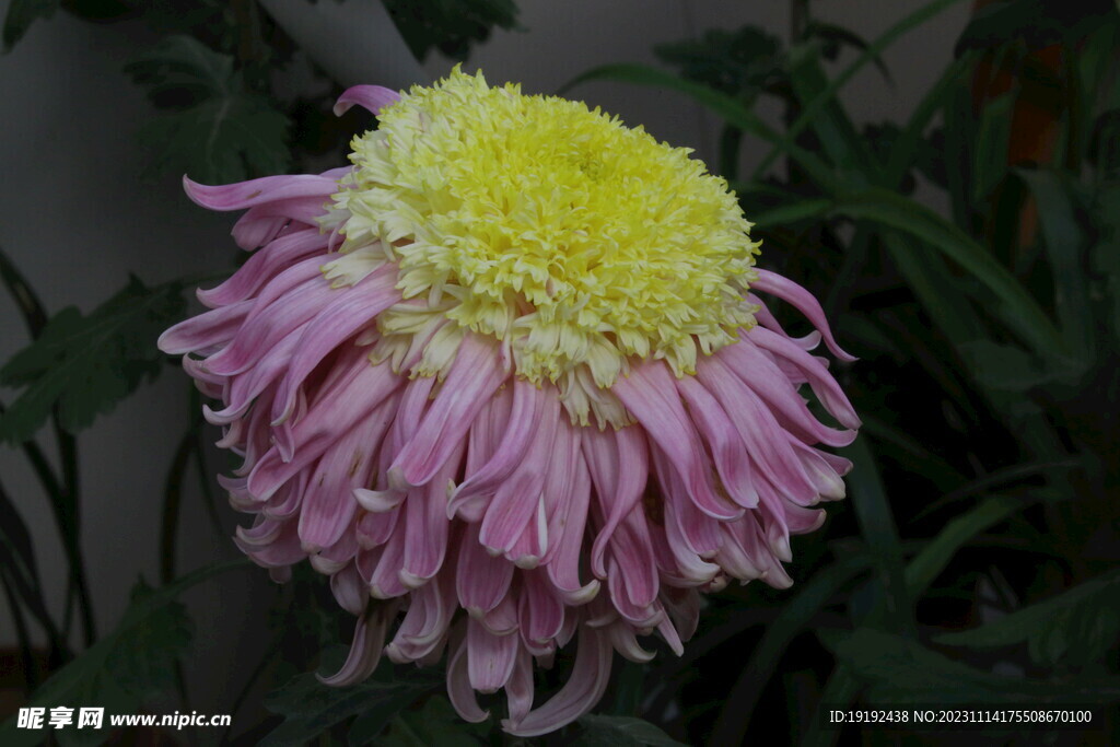 菊花