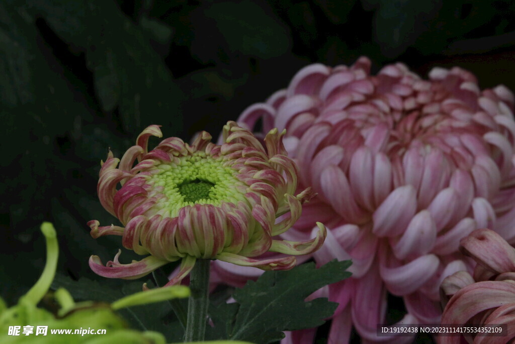 菊花