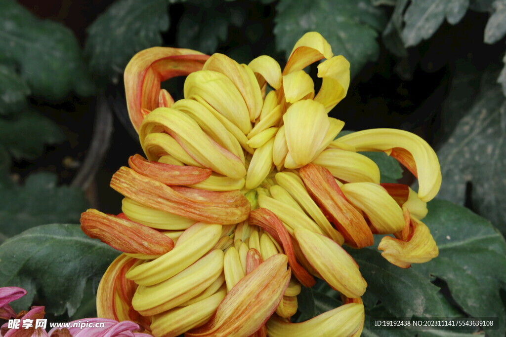 菊花 