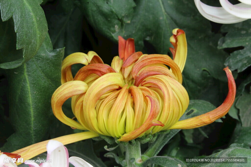 菊花 