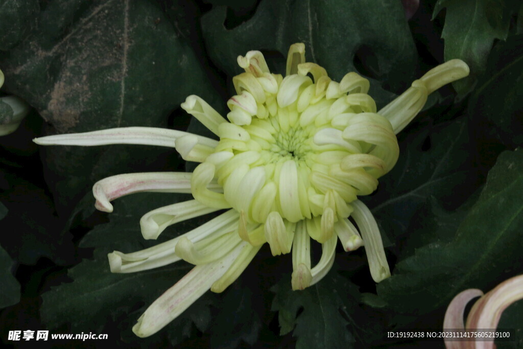 菊花 