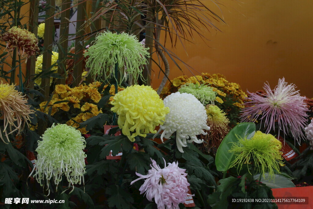 菊花 