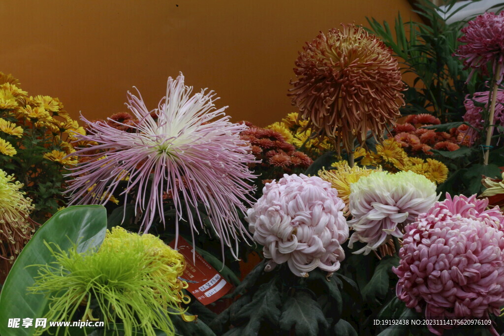 菊花 