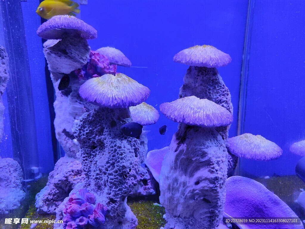 珊瑚