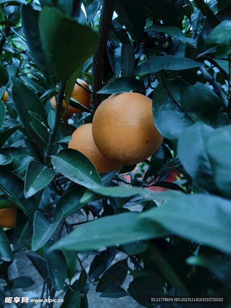 橙子