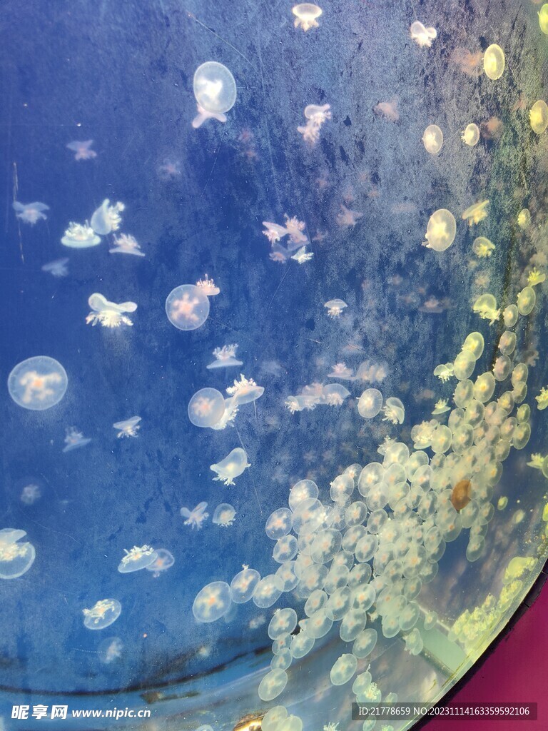 水母