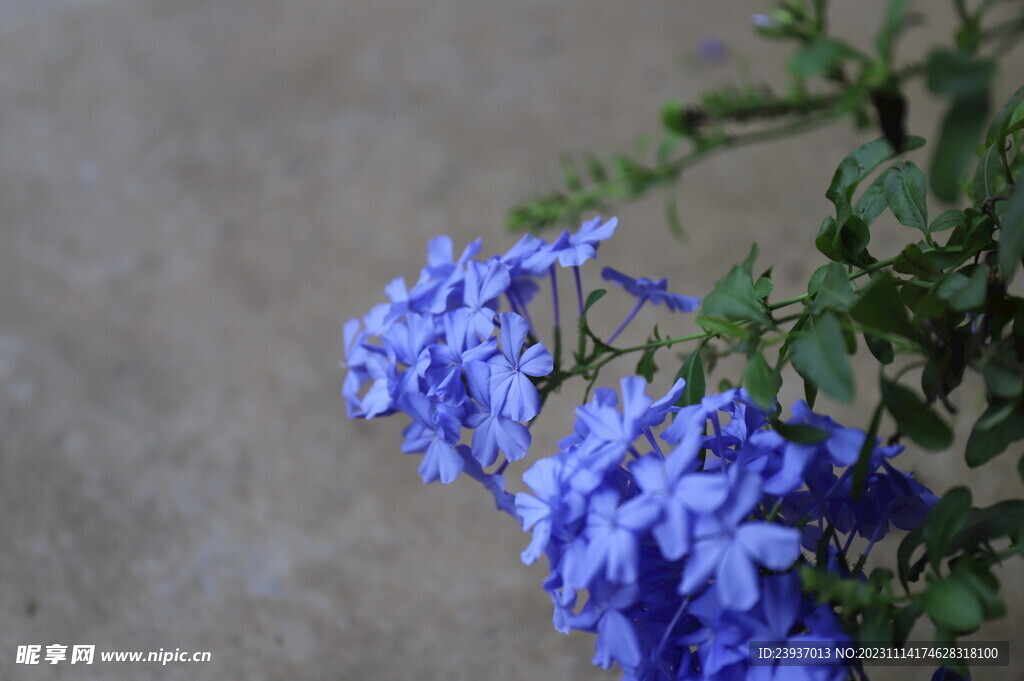 花团锦簇