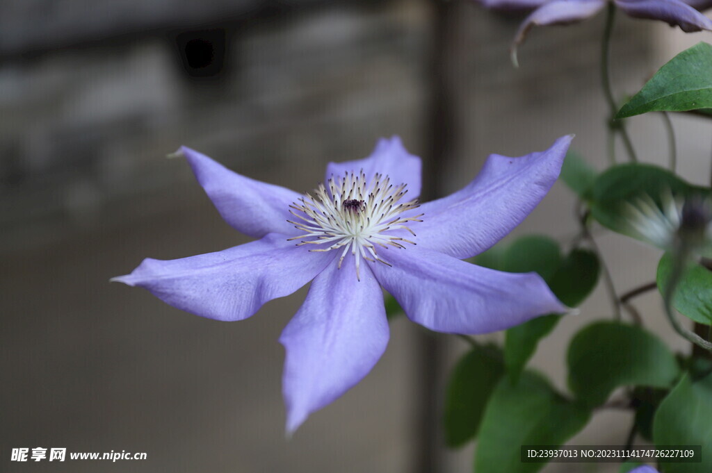 静待花开