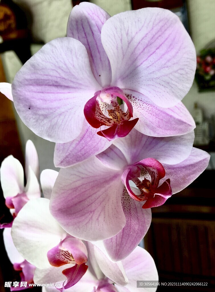 兰花