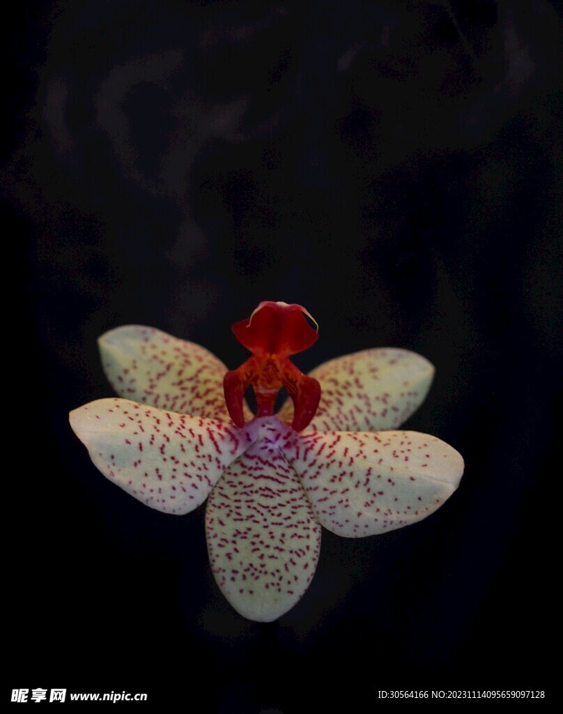 兰花