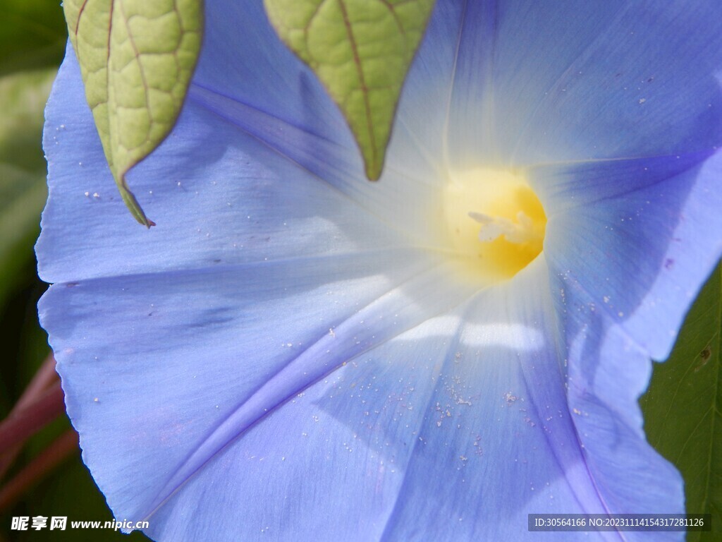 牵牛花
