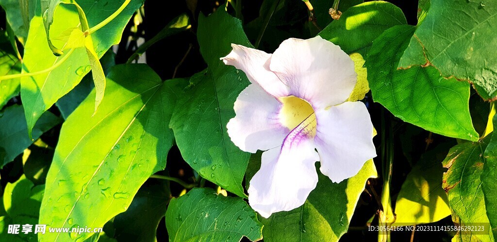 牵牛花