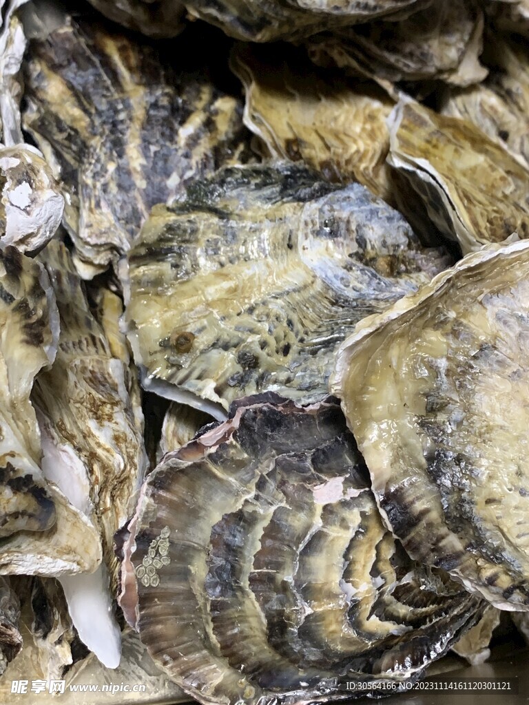 生蚝