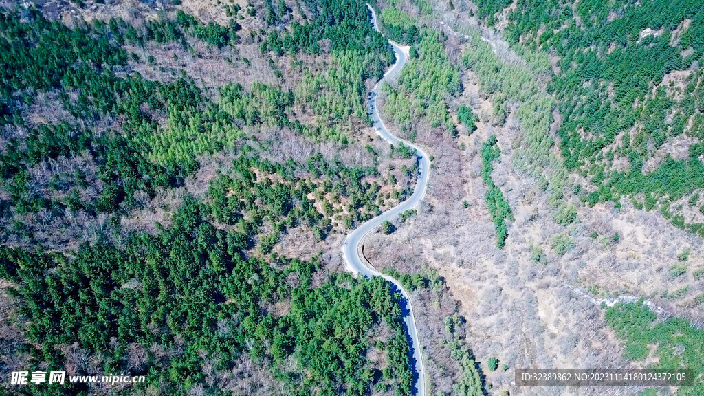 山路植被