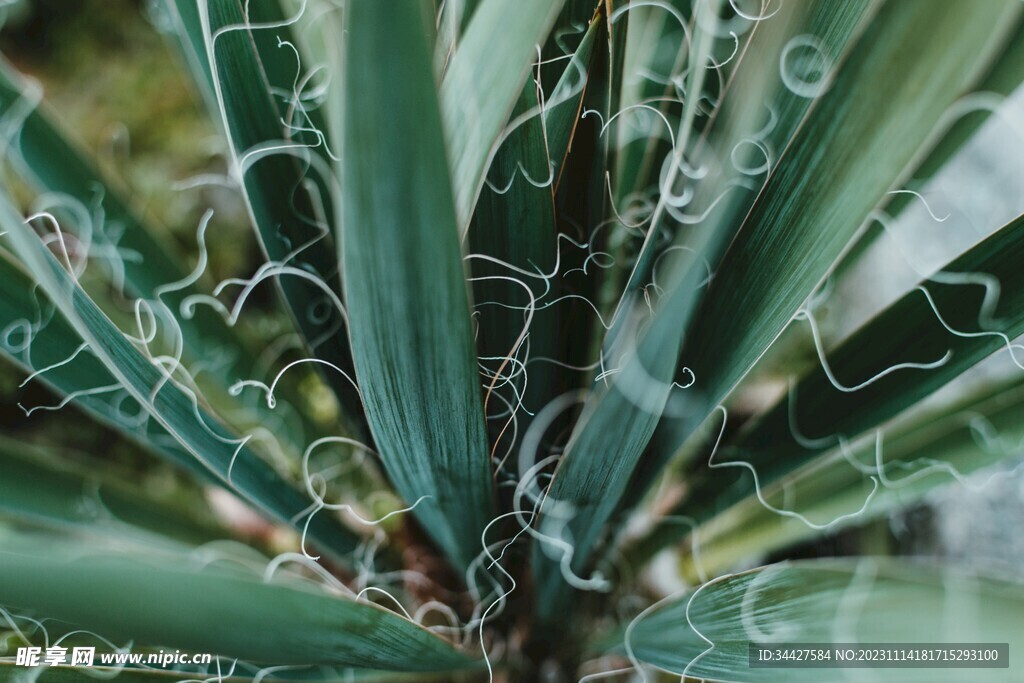 植物触手和绿叶