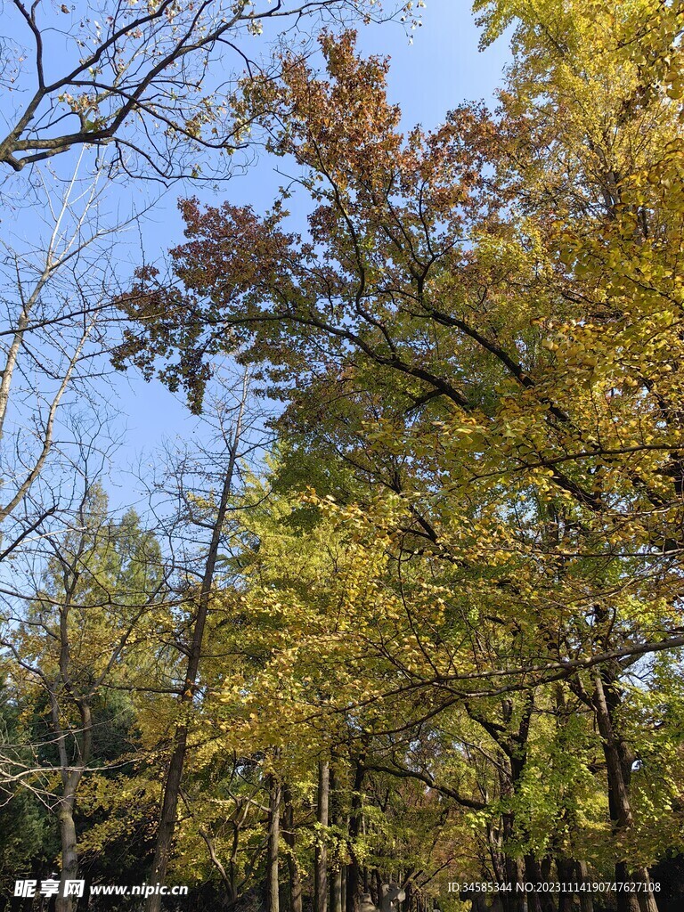 秋天的 树  