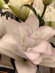 百合花