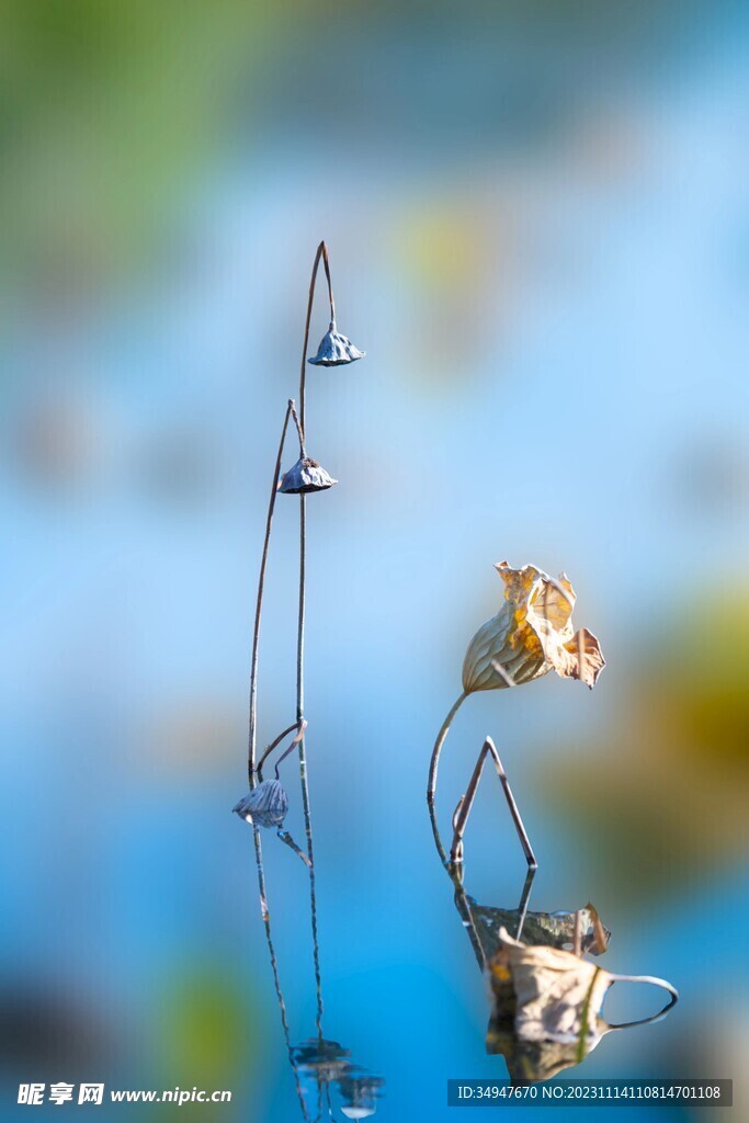 枯萎的花