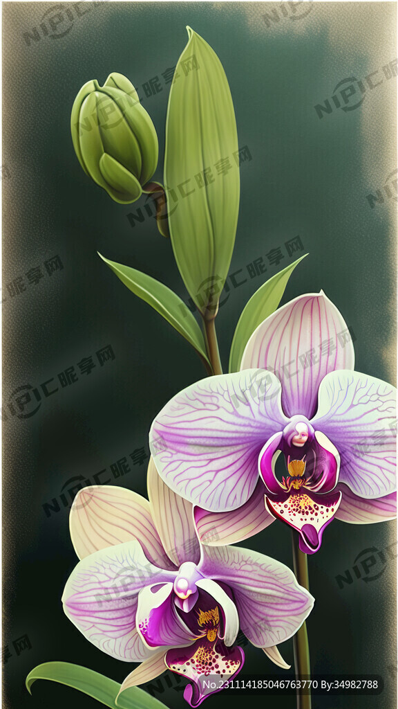 兰花 手绘 清新
