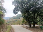 村树