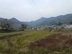 田野