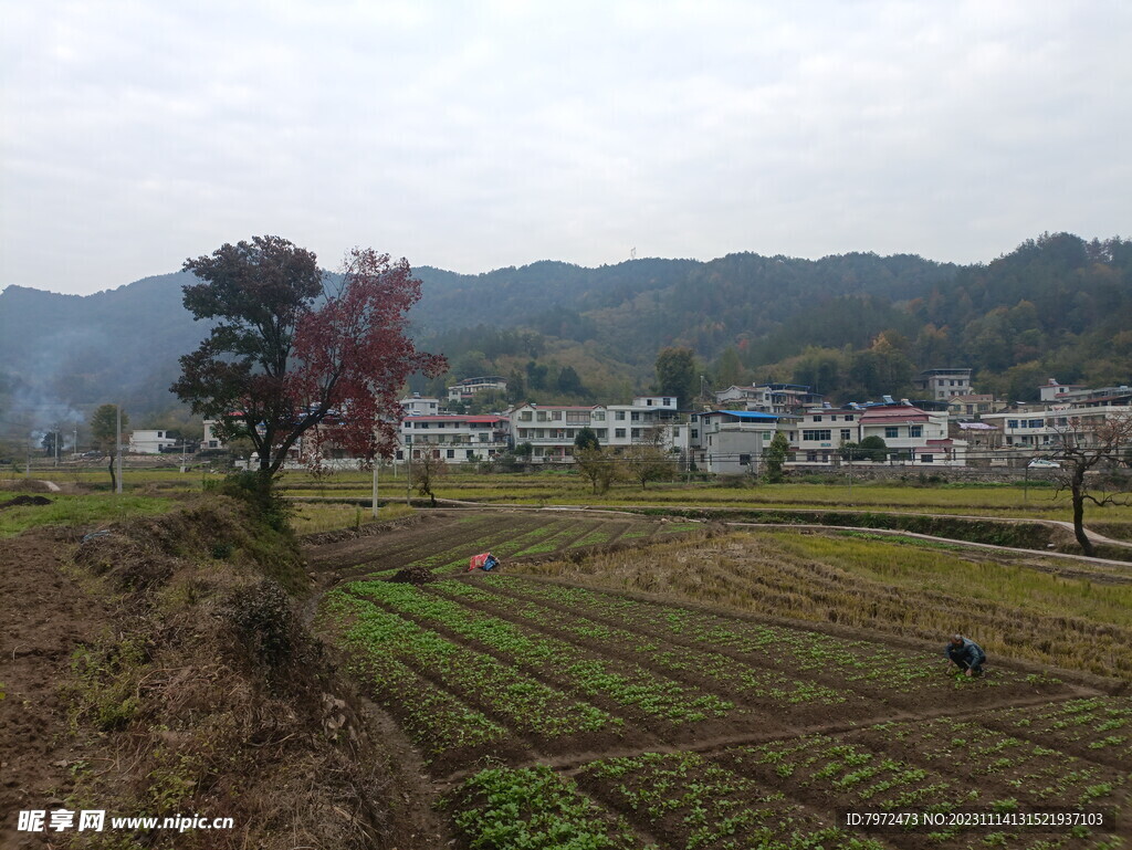 田园风光