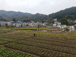 田野