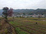 田野