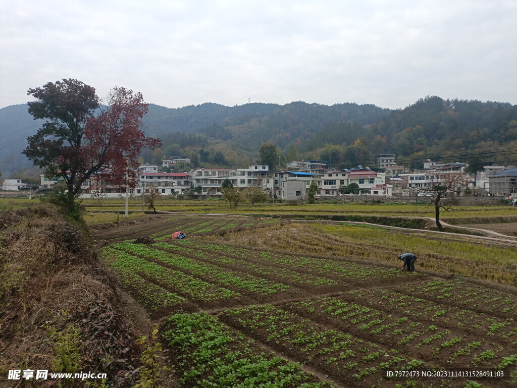 田野