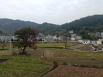 田野