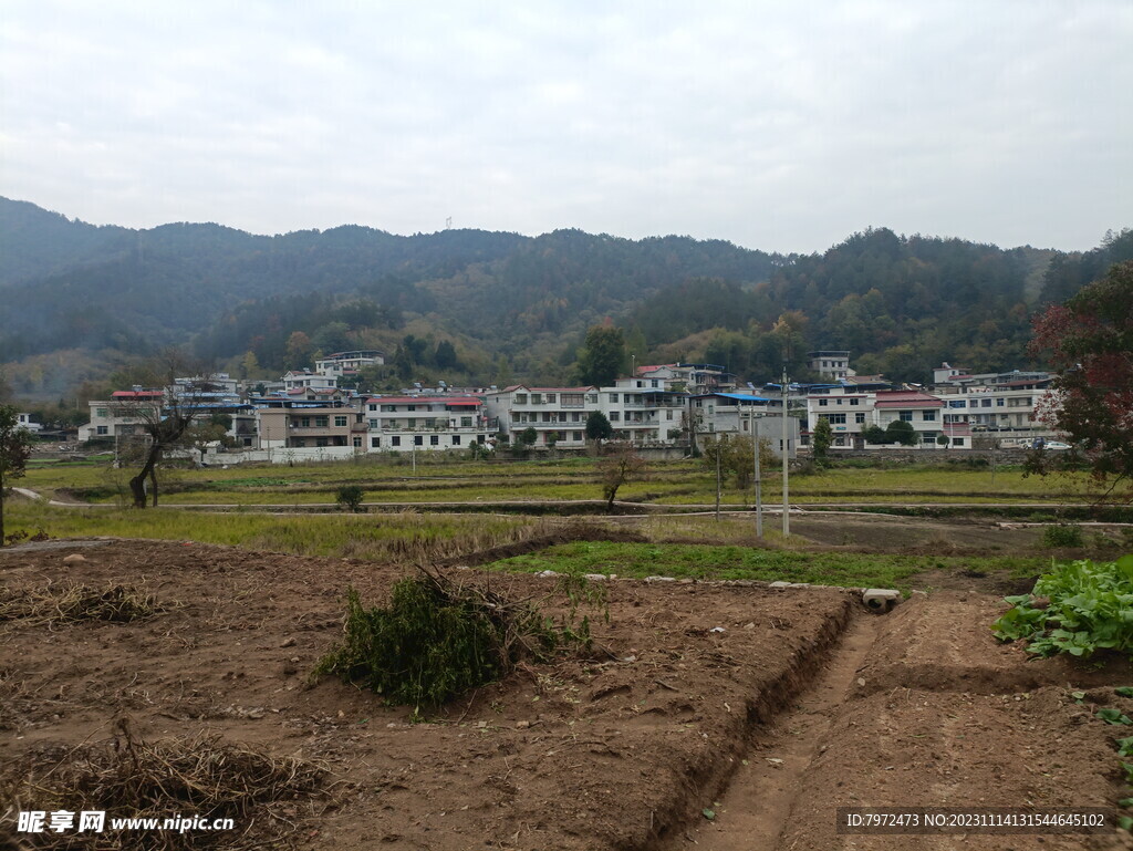 田野