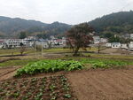 田园