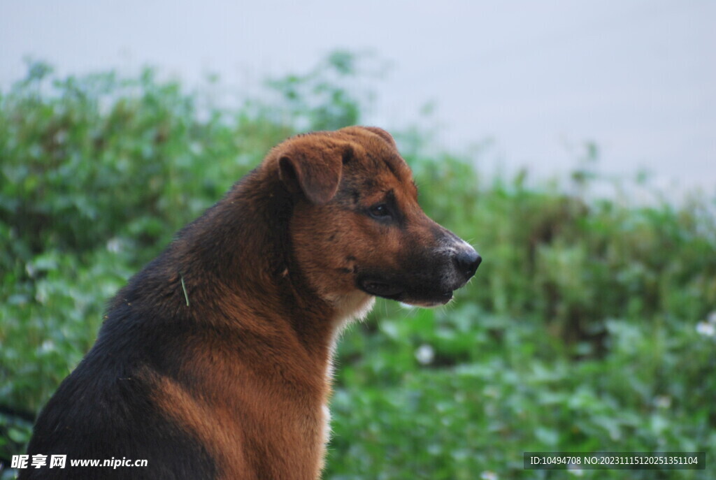 中华太行犬