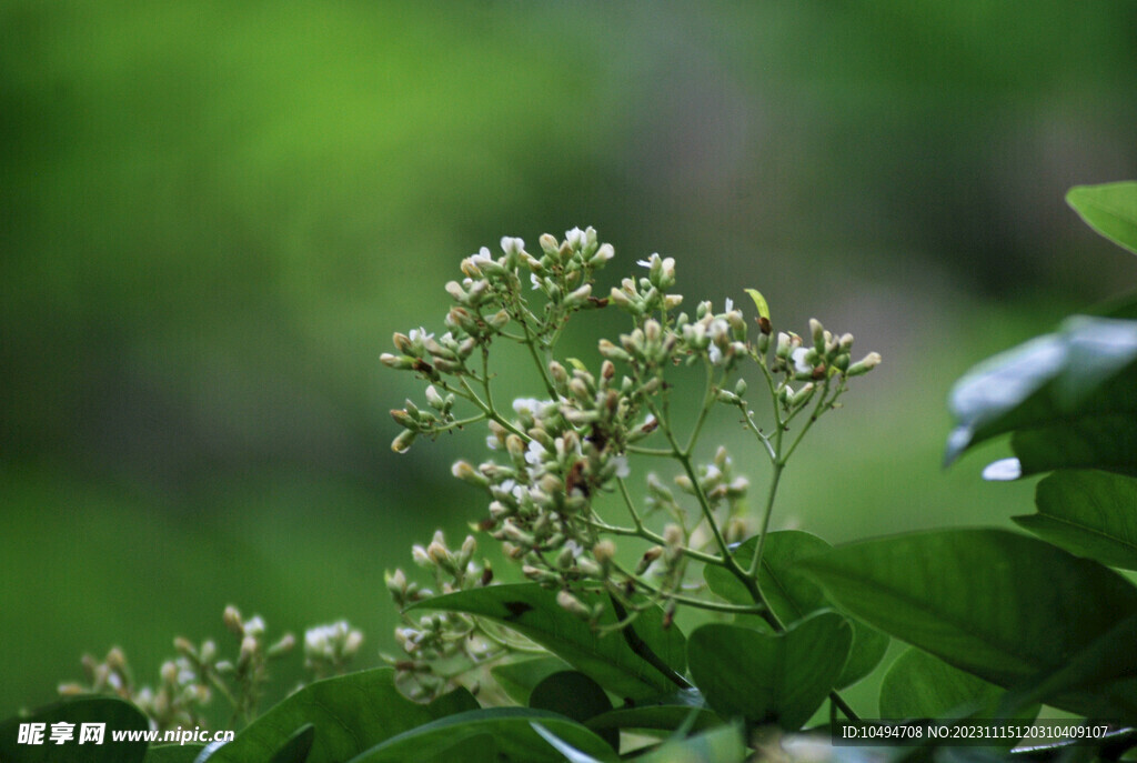 野花野草