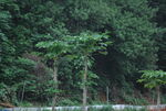 山地绿植
