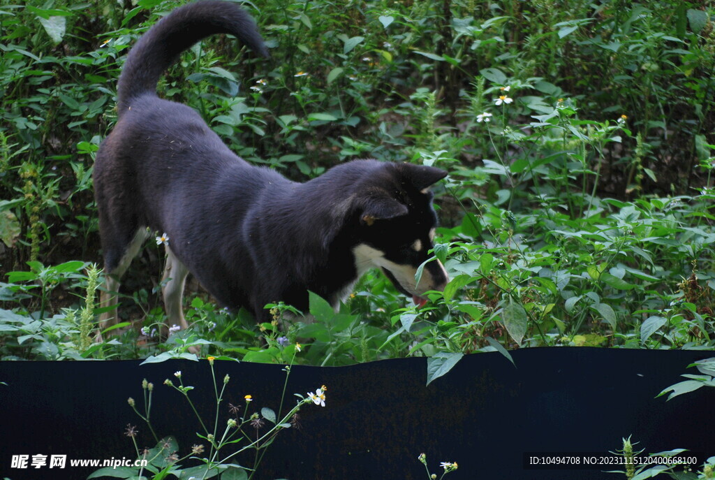 中华犬