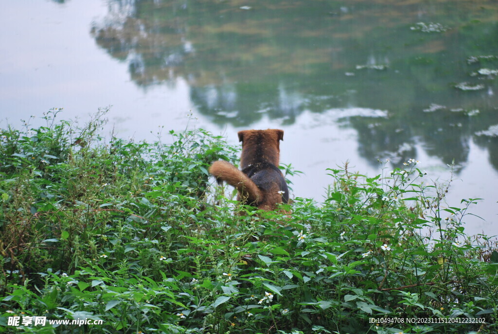 中华太行犬